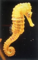 Long-snouted seahorse