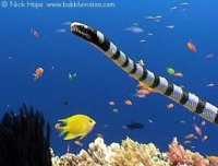 Black-banded seasnake