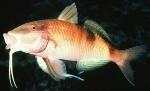 Manybar_Goatfish