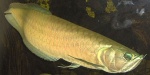 Silver Arowana