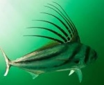 roosterfish