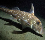 Spotted Ratfish