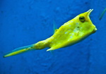 longhorn-cowfish