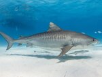 TigerShark