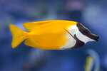 foxface-rabbitfish-2